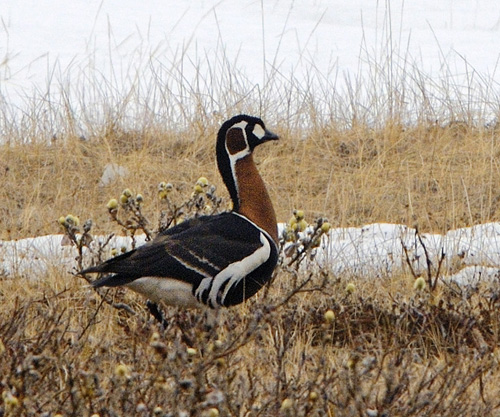 ����������� �������